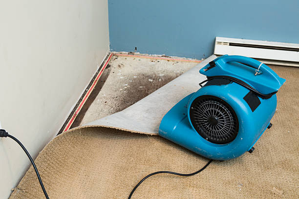 Best Water damage restoration mold remediation  in Carterville, MO